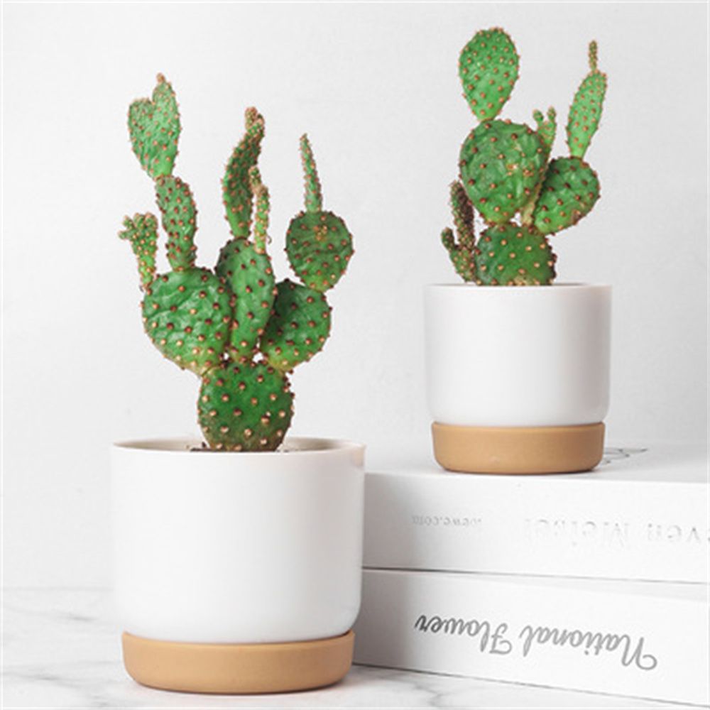 Ronde Cactus Vetplanten Tuinbe - Cactus Mix Pot recensie en prijs